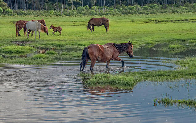 Natural Photograph - Wild Ponies Of The Marshlands by Marcy Wielfaert