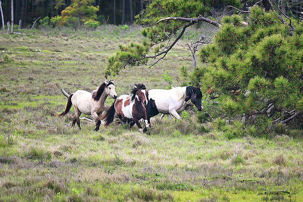 Wall Art featuring the photograph Wild Ponies by Steven Nelson