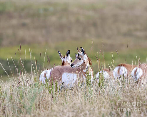 Colorado Wall Art featuring the photograph Wild Pronghorn Of Colorado by Shirley Dutchkowski