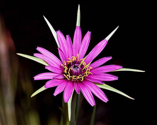 Wall Art featuring the photograph Wild Quinine - Salsify by KJ Swan