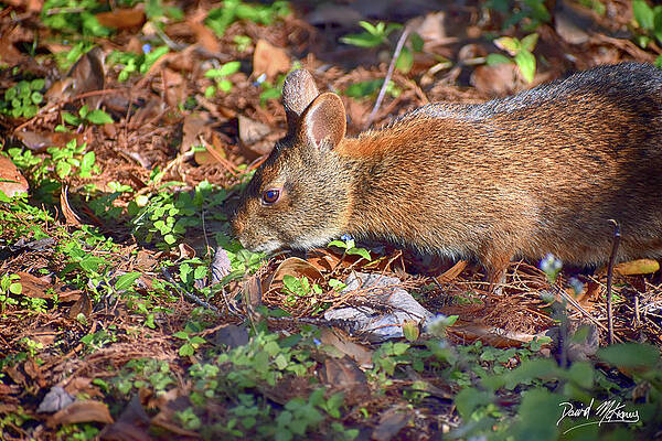 Nature Photograph - Wild Rabbit by David McKinney