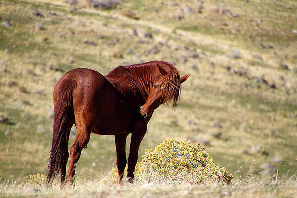 Animal Photograph - Wild Red Mustang Stallion by Waterdancer