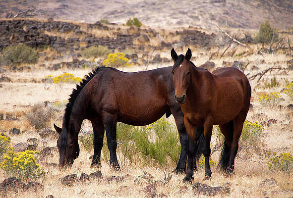 Horse Photograph - Wild Trojan Mane Horse by Waterdancer