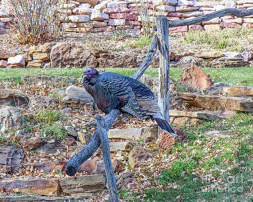 Wild Turkey on Rustic Fence by Shirley Dutchkowski