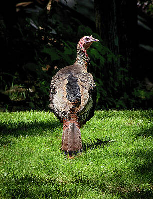 Wall Art featuring the photograph Wild Turkey by Steven Nelson