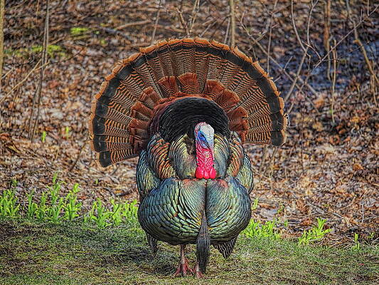 Wild Photograph - Wild Turkey Strutting Head On by Dale Kauzlaric
