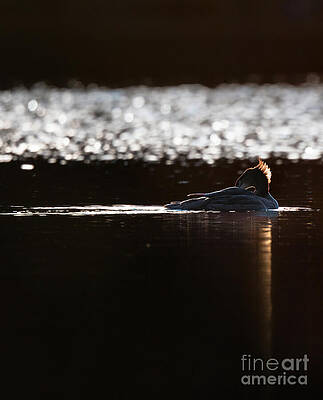 Bird Wall Art featuring the photograph Wild Water Fowl - Merganzer by Rehna George