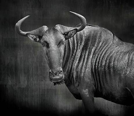 Wall Art featuring the photograph Wildebeest In Black And White by Rebecca Herranen