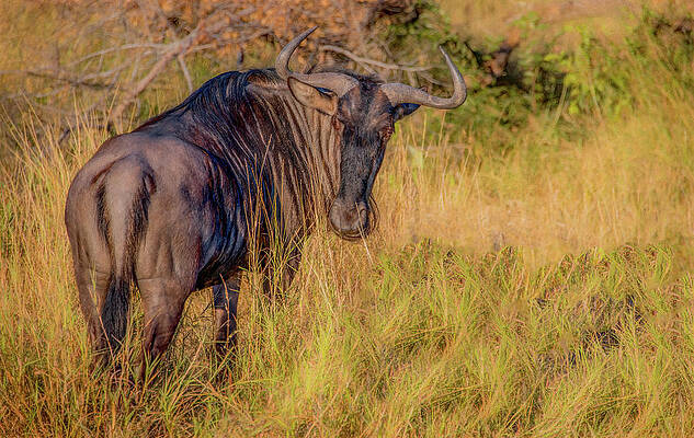 Natural Photograph - Wildebeest Of Kruger National Park by Marcy Wielfaert