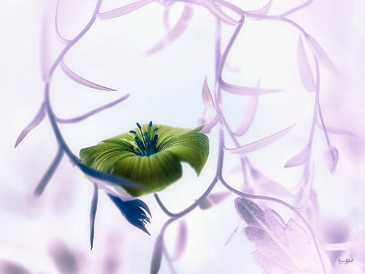 Wall Art featuring the photograph Wildflower by Bruce Block
