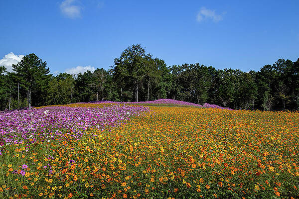 Serene Wall Art featuring the photograph Wildflower Field by Cindy Robinson