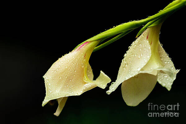 Tennessee Wall Art featuring the photograph Wildflower Kissed By A Morning Rain by Theresa D Williams Smoky Mountains