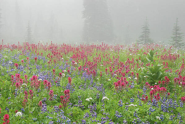 Wall Art featuring the photograph Wildflower Meadow At Mount Rainier National Park by Nancy Gleason