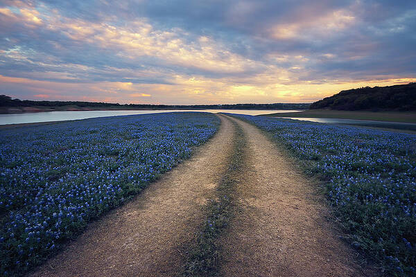 Wall Art featuring the photograph Wildflower Way by Slow Fuse Photography