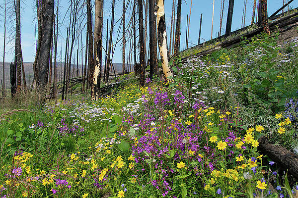 Rocky Mountain National Park Photograph - Wildflowers After The Burn by Cascade Colors