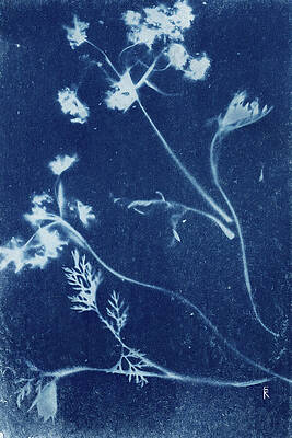 Photograph - Wildflowers And Leaves Botanical by Elizabeth Reich