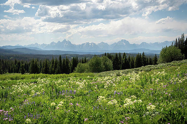 Serene Mountain Meadow View Wall Art