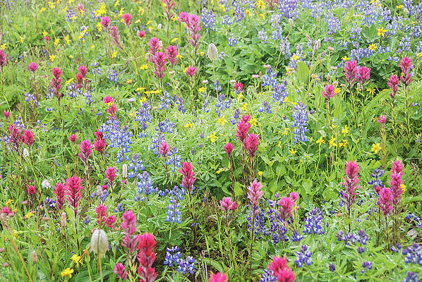 Wall Art featuring the photograph Wildflowers At Paradise, Mount Rainier National Park by Nancy Gleason