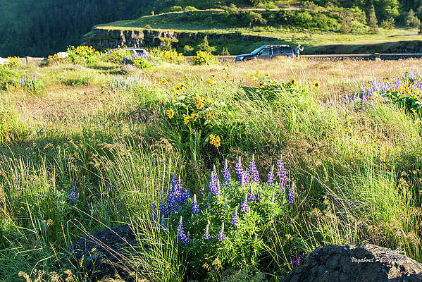 May Photograph - Wildflowers At The Rowena Ovelook by Tom Cochran