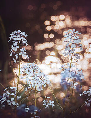 Wall Art featuring the photograph Wildflowers By A Sunlit Stream by Jason Fink