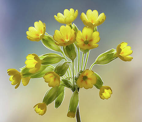 Delicate Wall Art featuring the photograph Wildflowers  Cowslip by Shirley Mitchell