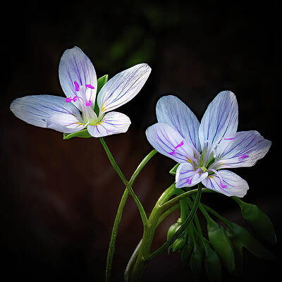 Background Photograph - Wildflowers In The Woods by Gina Fitzhugh