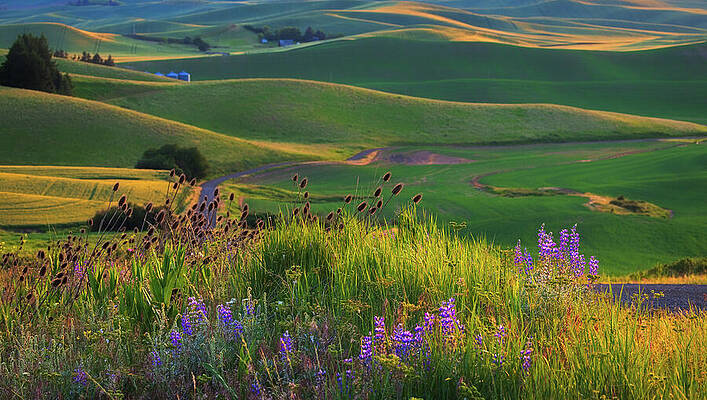 Rolling Hills at Sunset Wall Art