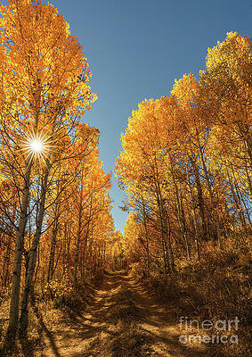 Photograph - Wildhorse Aspens 2 by Ron Long Ltd Photography