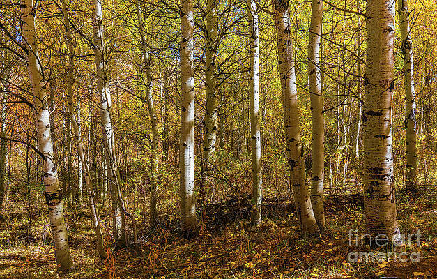 Fall Wall Art featuring the photograph Wildhorse Aspens by Ron Long Ltd Photography