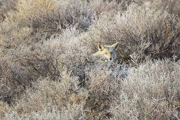 California Wall Art featuring the photograph Wile-E In Frosty Sage Brush - Lassen County California Near The Nevada Line by Mike Lee