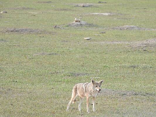 Wilderness Photograph - Wiley Coyote 1 by Amanda R Wright
