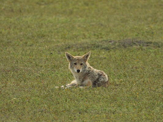 Theodore Roosevelt National Park Photograph - Wiley Coyote 10 by Amanda R Wright