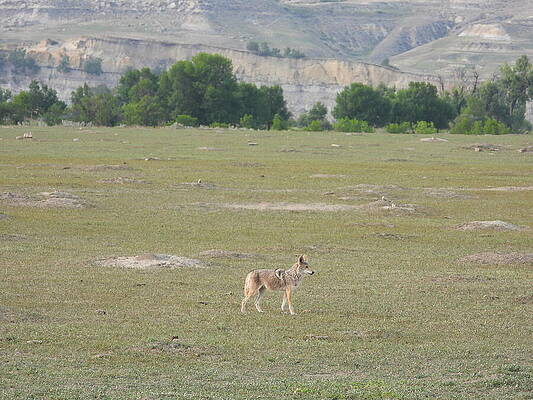Wilderness Photograph - Wiley Coyote 2 by Amanda R Wright