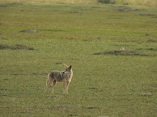 Theodore Roosevelt National Park Photograph - Wiley Coyote 3 by Amanda R Wright