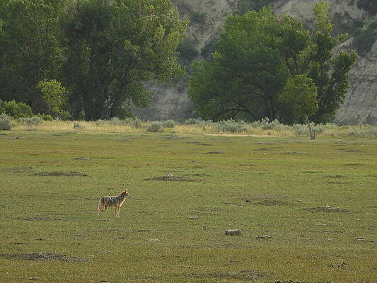 Wilderness Photograph - Wiley Coyote 4 by Amanda R Wright