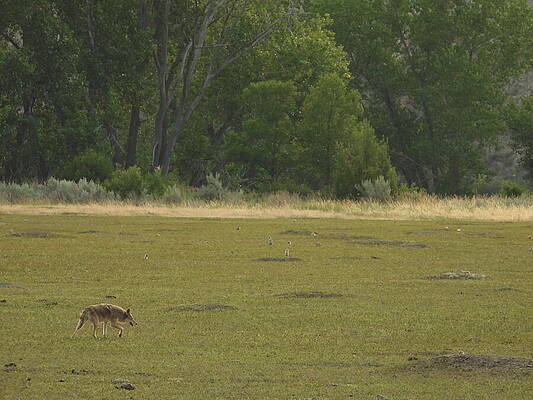 Theodore Roosevelt National Park Photograph - Wiley Coyote 5 by Amanda R Wright