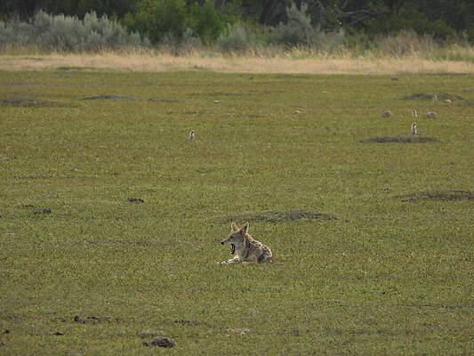 Theodore Roosevelt National Park Photograph - Wiley Coyote 6 by Amanda R Wright