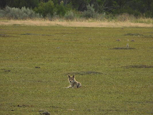 Theodore Roosevelt National Park Photograph - Wiley Coyote 7 by Amanda R Wright