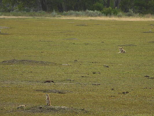 Theodore Roosevelt National Park Photograph - Wiley Coyote 8 by Amanda R Wright