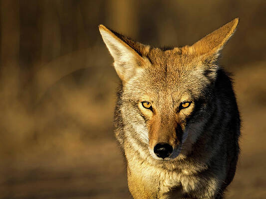 Wall Art featuring the photograph Wiley Coyote by Rebecca Herranen