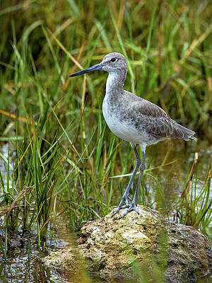 Wall Art featuring the photograph Willet by Gina Fitzhugh