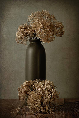 Flower Wall Art featuring the photograph Hydrangea's - Wilted Grace by Dodie Ross