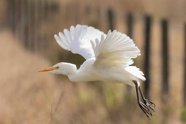 Florida Photograph - Wind Beneath My Wings by RD Allen