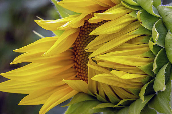 Beautiful Photograph - Wind Blown Look by Todd Wilkinson