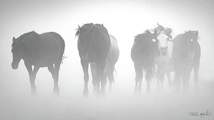 Arizona Photograph - Wind Storm. by Paul Martin