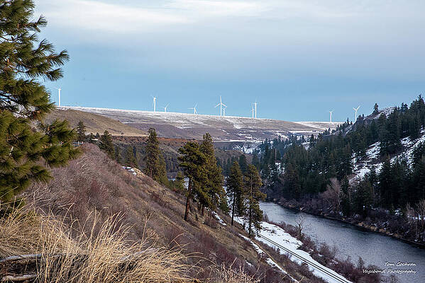 Wall Art featuring the photograph Wind Turbines Pine Trees And Yakima River by Tom Cochran