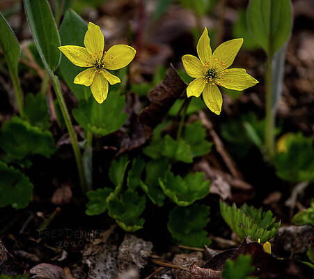 WINDFLOWER by Fred Denner