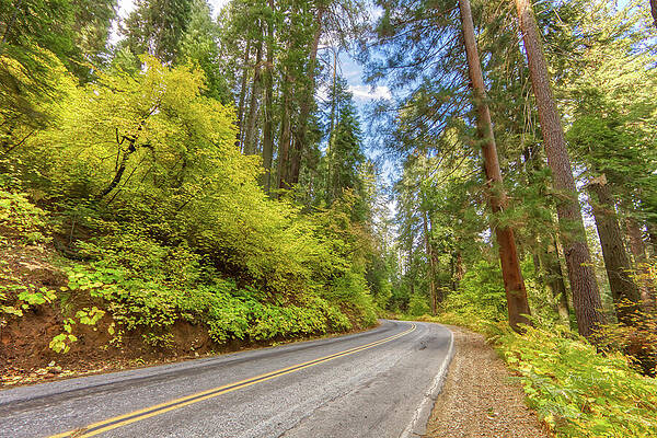 Winding Forest Road in Autumn Wall Art