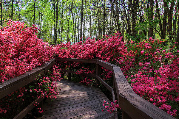 Flower Photograph - Winding Through The Azaleas by Deb Beausoleil