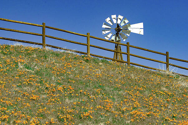 Flower Wall Art featuring the photograph Windmill, Fence And Poppies by Bonnie Colgan